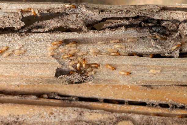 Best Pest Control for Businesses  in Summit View, WA